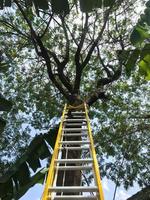 un amarillo escalera foto