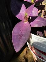 hermoso tradescantia pallida foto