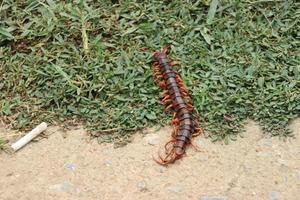 Centipedes die on the green grass photo