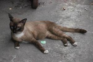 lie down look straight dark brown stray cat on the floor ground photo