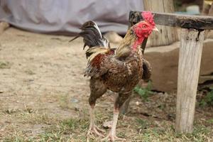 Chickens Cock Peck at the green grass  and walking around in the morning photo