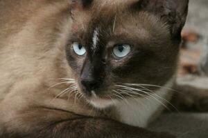 lie down look straight dark brown stray cat on the floor ground photo