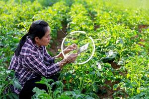 A woman farmer with digital tablet on a potato field. Smart farming and precision agriculture 4.0. modern agricultural technology and data management to industry farm. photo