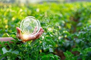 Woman hand with potato plantations grow in field. vegetable rows. farming, agriculture. Smart farming and precision agriculture 4.0. modern agricultural technology and data management to industry farm photo