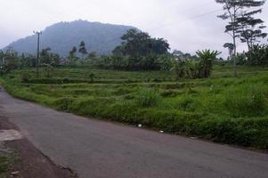 road landscape with hill view and garden fields photo