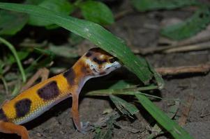 gecko leopardo jugando en el jardín. gecko leopardo naranja. reptil domesticado. foto