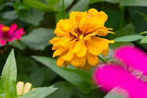 zinnias blooming in the garden. This flower has a very thin and stiff flower crown similar to a sheet of paper. Zinnia consists of 20 species of plants photo