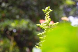 close up of green spinach plant flower photo