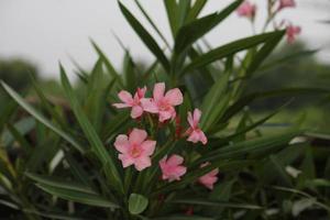 flowers in Indian village photo