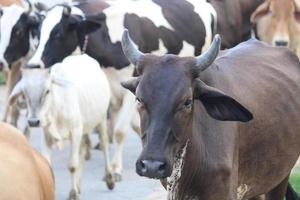 Indian village black and browns cows photo