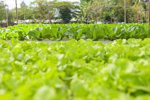 hidropónico plantas creciente en agua sin suelo agricultura orgánico salud comida naturaleza hoja cosecha vegetales jardín hidropónico vegetales desde hidropónico granjas Fresco verde roble lechuga y verde cos foto