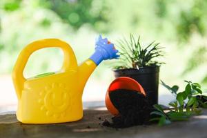 watering plant with colorful watering can and pot in the garden - Gardening tools concept photo