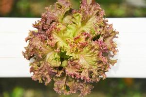 Red lettuce , Red oak leaf vegetable garden growing on hydroponic system farm plants on water without soil agriculture in the greenhouse photo