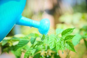 watering plant with colorful blue watering can on pot in the garden - Gardening tools concept photo