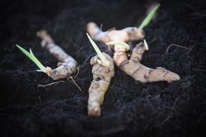 turmeric root plant on soil ground for planting in the herb garden photo