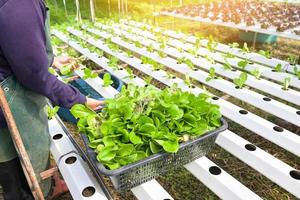 jardinero hidropónico plantas en agua sin suelo agricultura orgánico crecer plantas, hidropónico plantando en el hidropónico vegetales sistema en hidropónico granjas verde cos lechuga creciente en el jardín foto