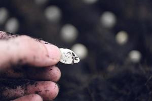 Hand planting pumpkin seed on soil in the vegetable garden agriculture Gardening works concept - close up photo