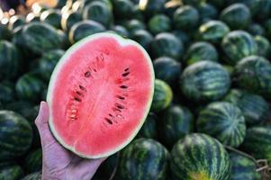 watermelon slice in watermelon field - fresh watermelon fruit on hand agriculture garden watermelon farm with leaf tree plant, harvesting watermelons in the field photo