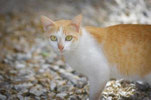 blanco y naranja gato - atigrado jengibre gato foto