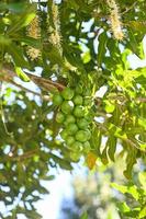 macadamia nuts on macadamia tree plant, fresh natural raw macadamia nuts in garden, planting macadamia nut fruit waiting for the harvest seeds photo