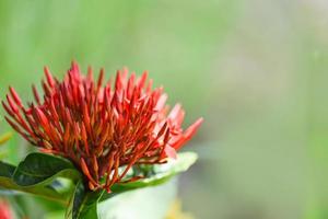 Ixora flower red blooming in the garden beautiful nature green background - Chinensis Ixora coccinea photo