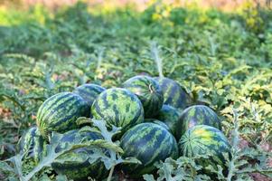 watermelon field with watermelon fruit fresh watermelon on ground agriculture garden watermelon farm with leaf tree plant, harvesting watermelons in the field photo