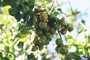 nueces de macadamia en la planta del árbol de macadamia, nueces de macadamia crudas naturales frescas en el jardín, plantación de frutos de nuez de macadamia esperando las semillas de la cosecha foto