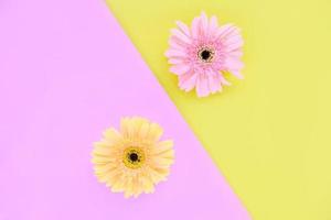 Gerbera spring flowers fresh on flower frame composition tropical plant on colorful pink and yellow background beautiful photo