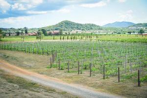 Landscape grape vine growing in the vineyards planting farm agriculture photo