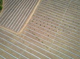 high angle view of agriculture , aerial view rows of crop fields top view - rows of soil planting plant sowing seeds on a plantation in the farm and agricultural concept. photo