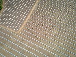 high angle view of agriculture , aerial view rows of crop fields top view - rows of soil planting plant sowing seeds on a plantation in the farm and agricultural concept. photo