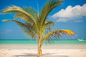 Palm tree on the beach photo
