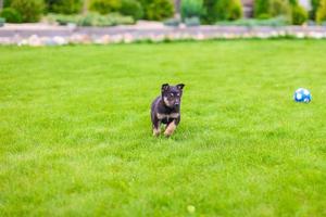 Cute playful puppy photo