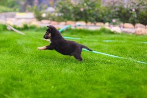 Cute playful puppy photo