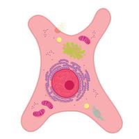 A fibroblast is a type of biological cell. vector