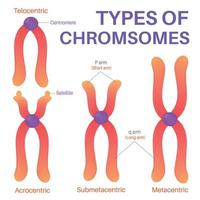 cuatro tipos de humano cromosoma. vector