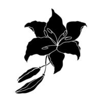 Lilly hand drawn flower vector