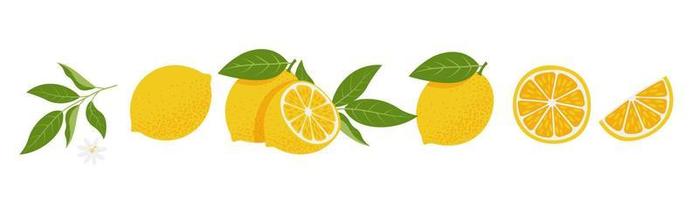 Fresh Lemon slices set. Citrus, vitamin c. Vector illustration, isolated on white background