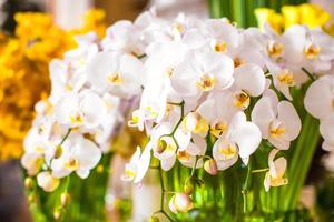 Beautiful flowers close-up photo