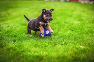 Cute little puppy with ball photo