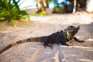 Lizard on the sand close-up photo