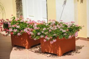 View with potted plants photo