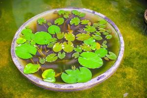 Water plant close-up photo