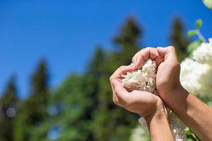 Hands holding flowers in heart shape photo