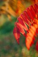 rojo hojas de Zumaque o vinagre árbol cerca - arriba en otoño foto