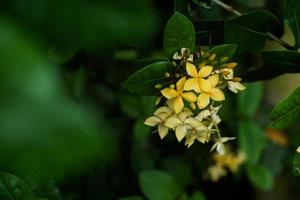 yellow flowers blooming in the garden, selective focus photography photo