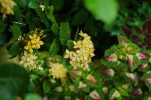 Bunga Jarum or yellow flower blooming in the garden photo