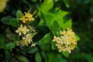 yellow flowers blooming in the yard early in the morning photo