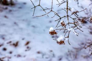 Kolkwitzia amabilis es un especies de planta en el caprifoliaceae familia. un caduco arbusto conocido colectivamente como belleza arbusto en invierno, cubierto en nieve. foto