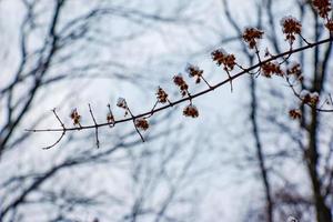 Kolkwitzia amabilis es un especies de planta en el caprifoliaceae familia. un caduco arbusto conocido colectivamente como belleza arbusto en invierno, cubierto en nieve. foto